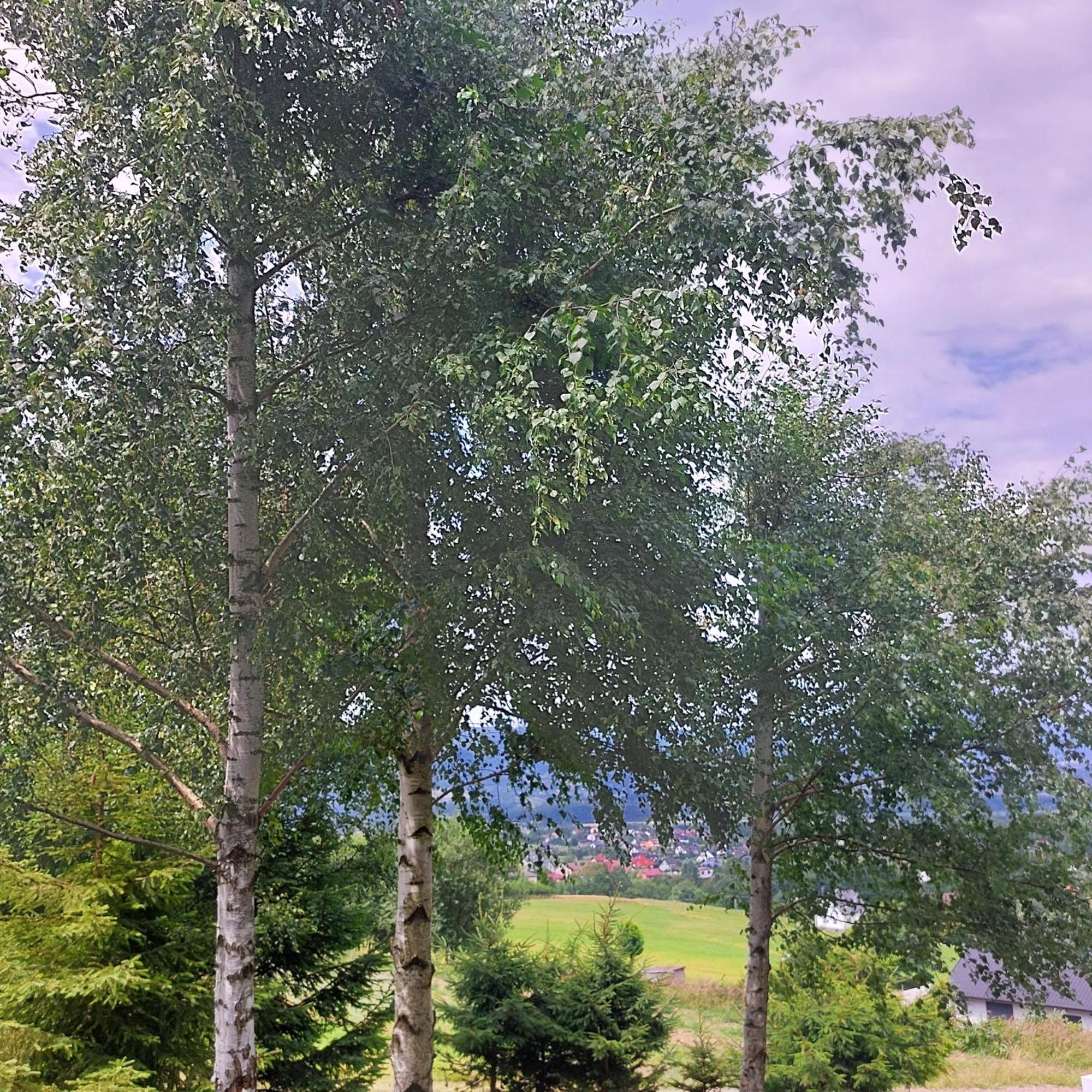 Swierkowy Zakatek U Bacy Wieprz  Exteriör bild